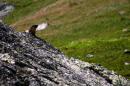 nature alpine 053 * 4368 x 2912 * (6.18MB)